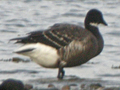 Black Brant